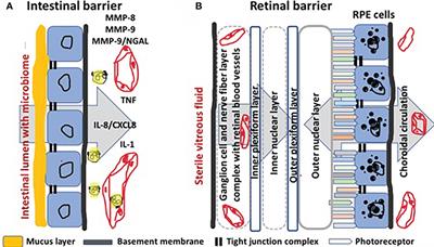 How to place the duality of specific MMP-9 inhibition for treatment of inflammatory bowel diseases into clinical opportunities?